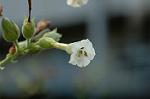 Dcim5292/DSC_7689
