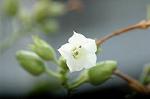Dcim5292/DSC_7696