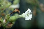 Dcim5292/DSC_7703