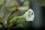 Dcim5292/DSC_7705
