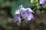 Dcim5292/DSC_7729