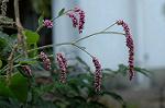 Dcim5292/DSC_7742