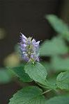 Dcim5292/DSC_7750