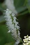 Dcim5293/DSC_7785