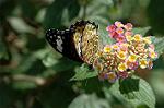 Dcim5293/DSC_7881
