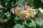 Dcim5293/DSC_7882