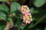 Dcim5293/DSC_7883