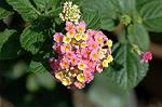 Dcim5293/DSC_7884