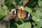 Dcim5293/DSC_7888