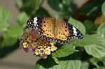 Dcim5293/DSC_7892