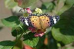 Dcim5293/DSC_7895