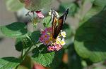 Dcim5293/DSC_7896