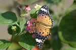 Dcim5293/DSC_7898