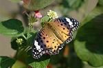 Dcim5293/DSC_7899