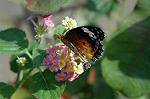 Dcim5294/DSC_7900