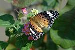 Dcim5294/DSC_7901