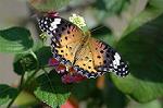 Dcim5294/DSC_7902