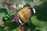 Dcim5294/DSC_7903