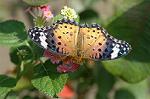 Dcim5294/DSC_7904