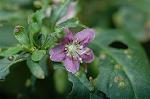 Dcim5294/DSC_7924