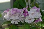 Dcim5294/DSC_7958