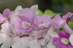 Dcim5294/DSC_7962