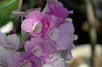 Dcim5294/DSC_7964