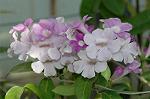 Dcim5294/DSC_7975