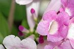 Dcim5294/DSC_7976