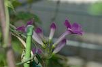 Dcim5294/DSC_7982