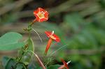 Dcim5294/DSC_7988