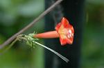 Dcim5294/DSC_7991