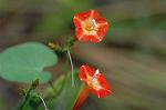 Dcim5294/DSC_7997