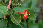 Dcim5294/DSC_7999