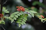 Dcim5295/DSC_2654