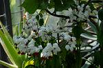 Dcim5296/DSC_2830