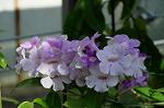 Dcim5296/DSC_2834