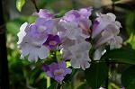 Dcim5296/DSC_2847