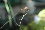 Dcim5303/DSC_8098
