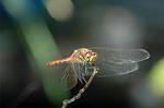Dcim5303/DSC_8103