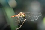 Dcim5303/DSC_8106
