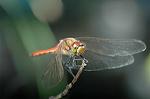 Dcim5303/DSC_8107