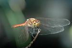 Dcim5303/DSC_8108