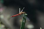 Dcim5305/DSC_8403