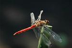 Dcim5305/DSC_8407