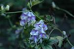 Dcim5306/DSC_8490