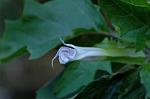 Dcim5307/DSC_8597