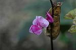 Dcim5316/DSC_9091