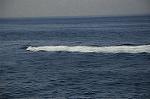 Dcim5365/DSC_8093