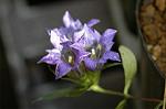 Dcim5434/DSC_9431
